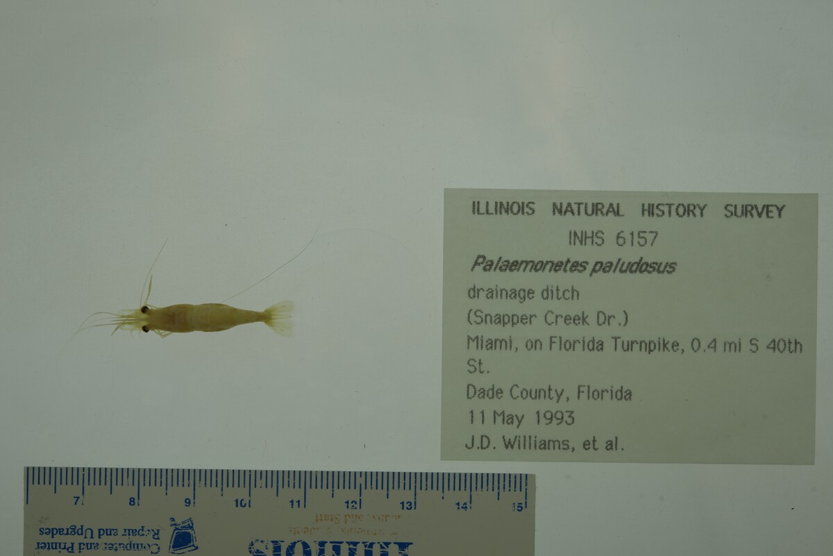 Palaemoninae image